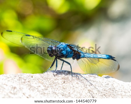 Japanese blue dragonfly macro