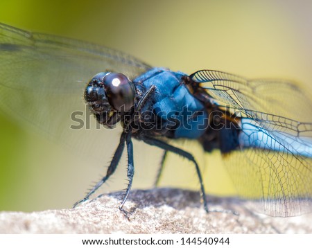 Japanese blue dragonfly super-macro