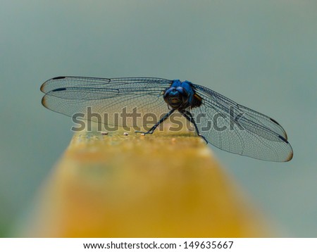 Blue Japanese Dragonfly