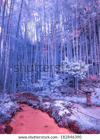 Bamboo Forest, Kamakura, Japan. Extended Infrared photo.