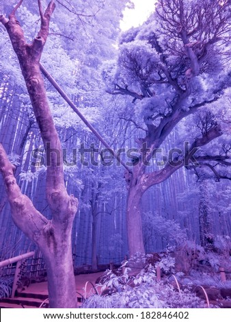 Bamboo Forest, Kamakura, Japan. Extended Infrared photo.