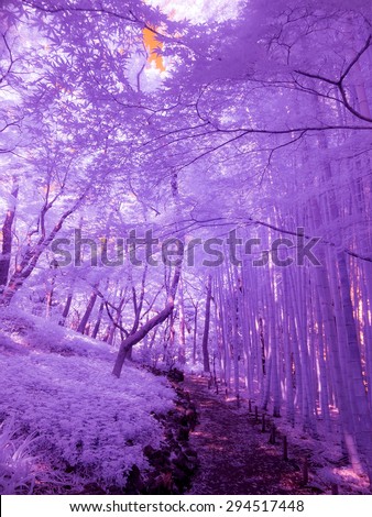 Park Path. Tokyo, Japan. The photo is extended infrared, all light is captured with a specially altered camera and is invisible to the human eye giving an ethereal quality.