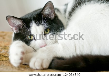 Cute black and white cat lying in a chair
