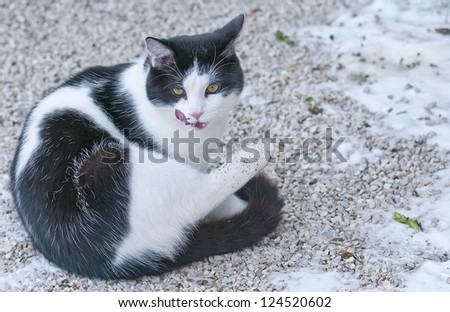 Dirty cute black and white cat cat licking its mouth