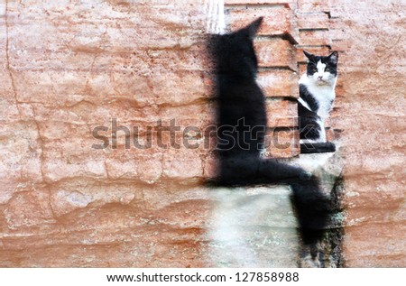Two black and white cats on a brick fence watch each other