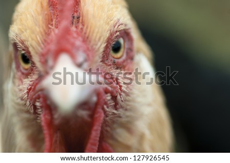 Chicken watches in the camera