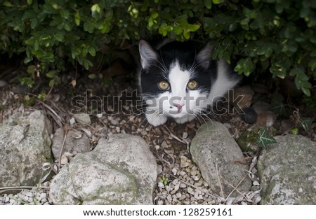 Cute black and white cat hiding in the bush
