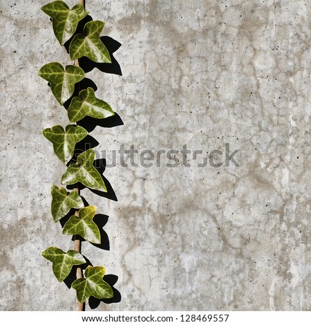 Grunge wall background with creeper plant