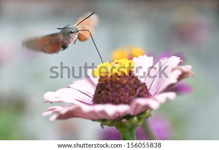 Hummingbird Hawk-moth is flying above pink flower