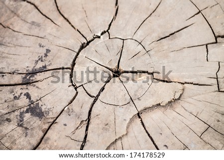 wood core