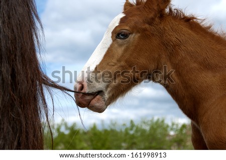 Horse. Chestnut foal chews mother\'s tail.