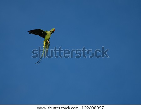 a parrot flying