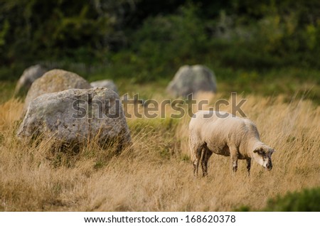 sheep on fields of Megalithic monuments of the Stone Age in Carnac of France