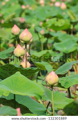 pink lotus with natural light