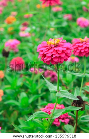 red and pink zinnia flowers