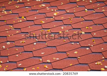 autumn acacia leafs on roof