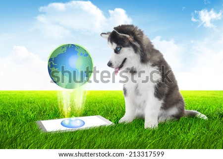 dog with Tablet discover the earth,business dog with Tablet sitting on grass