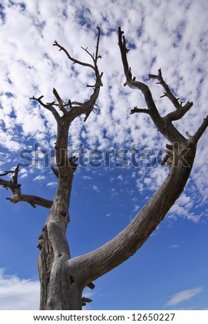 Tree silhouette on blue sky and clouds in the background