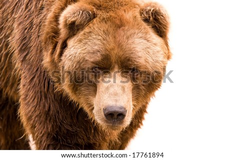 Brown bear close-up portrait isolated on white background