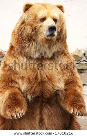 grizzly bear standing. stock photo : Brown ear