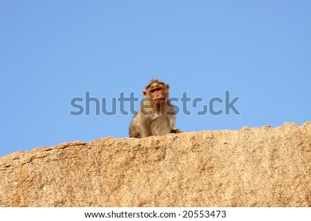 Monkey sitting on the rock, isolated over blue background
