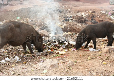 Wild pigs on street feeding in trash, India, Karnataka