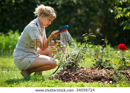 Woman watering rose plant with watering pot