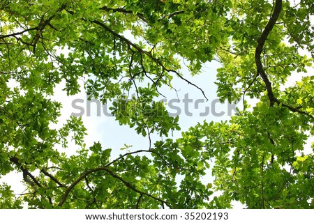 Oak tree leafage, worm\'s-eye view