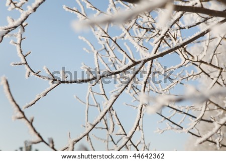 Winter frost on tree branches full frame close-up