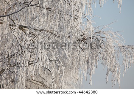 Winter frost on birch tree branches full frame close-up