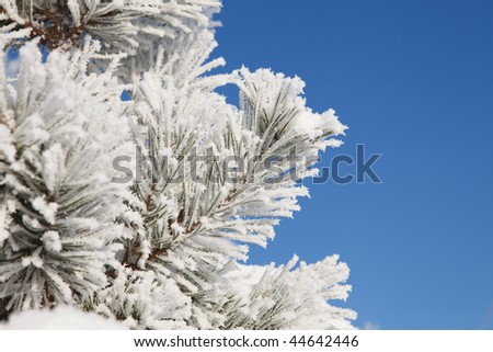 Winter frost on spruce tree full frame close-up