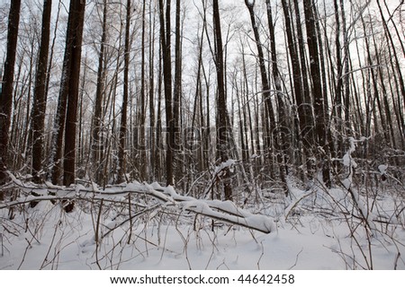 Winter deep forest landscape, deep snowflakes