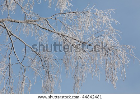 Winter frost on birch tree branches full frame close-up