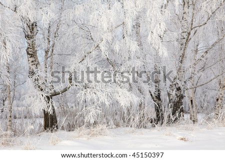 Winter frost on tree branches full frame pure winter background
