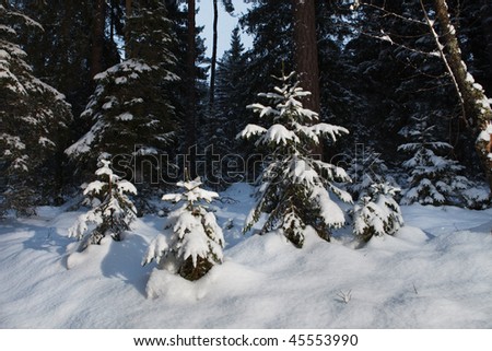 Winter forest night scene, deep snow and snowing.