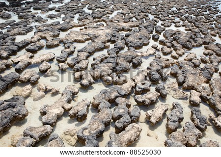 Stromatolites of cyanobacteria on the Shark Bay beach in Western Australia