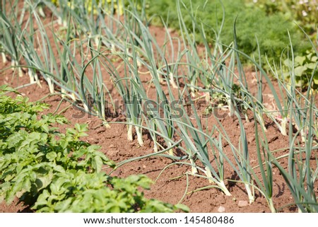 Organic vegetables growing in garden
