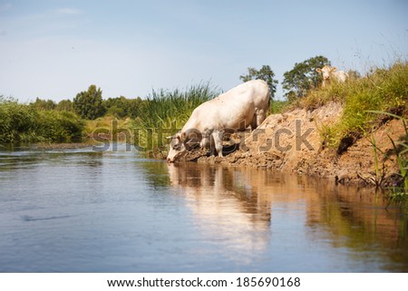White cow drinking stright from river, eco sustainable farming