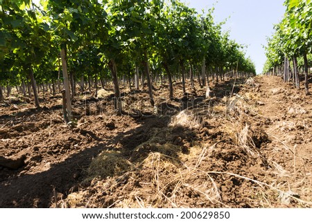 Vineyard rows in sunny day, brown soil with green foliage