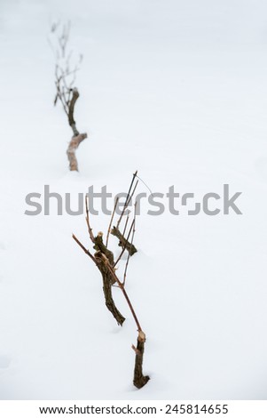 Young tree vine in the snow
