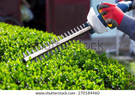 Cutting a hedge with electrical hedge trimmer. Selective focus