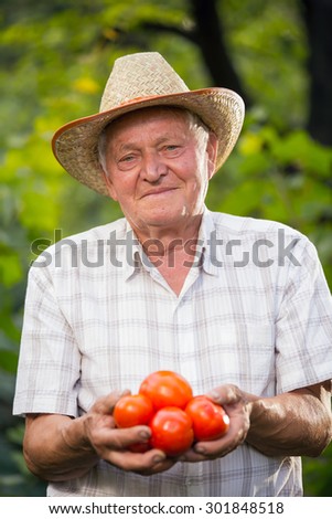 Old man holding tomatoes. The elderly man grows tomatoes in his garden