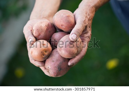 Old man hand with fresh harvested potatoes on green background. Selective focus