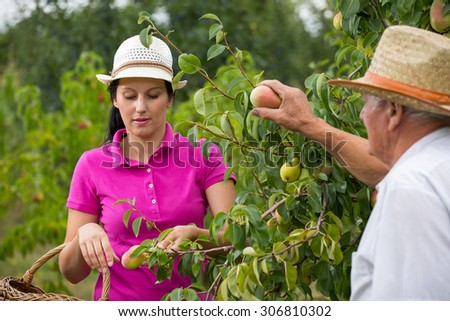 The younger woman helping an older man in the orchard, to pick peaches