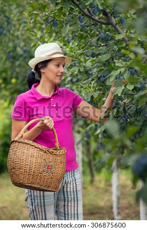 Woman with basket in a garden. Young smiling woman is standing with basket of organic plum in a orchard.