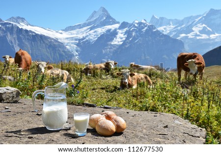 Jug of milk and bread against herd of cows. Jungfrau region, Switzerland
