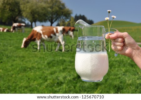 Glass of milk in the hand against herd of cows
