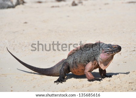 Iguana in Exuma Cays Land and Sea Park. Bahamas