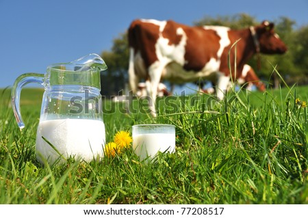 Jug of milk against herd of cows. Emmental region, Switzerland