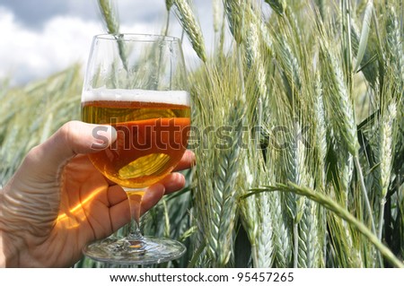 Glass of beer in the hand against barley ears